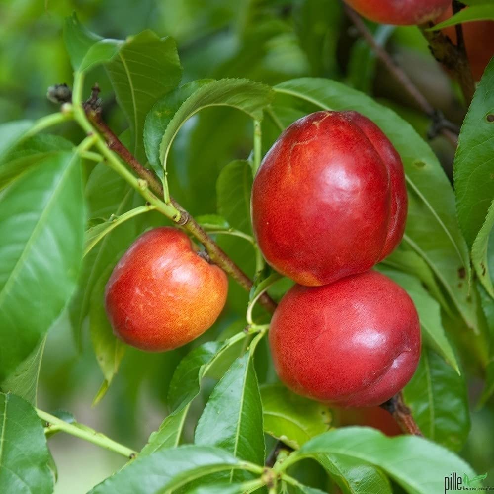 Nektarine Obstbaum Buschform 80-120 cm Lieferhöhe (Stammhöhe ca. 40-60 cm); selbstfruchtende Prunus persica var. nucipersica