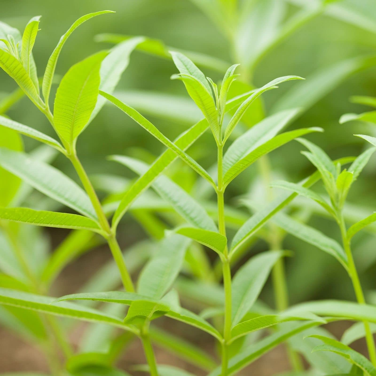 Clovers Garden Lemon Verbena