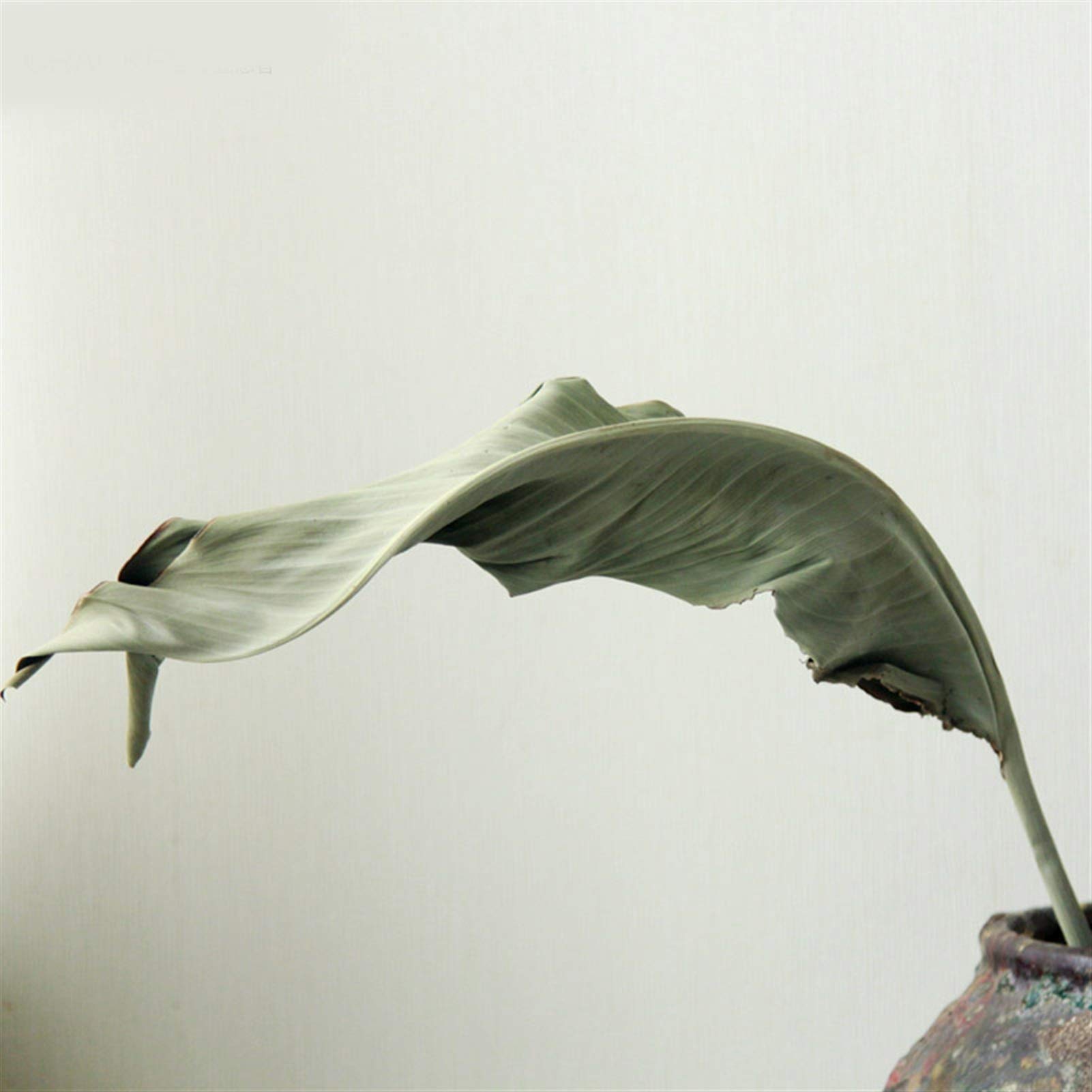 Fleurs séchées, Branches de Feuilles d'oiseaux séchées et conservées, 10 pièces, 50-60cm, décoration la Maison for fête Mariage