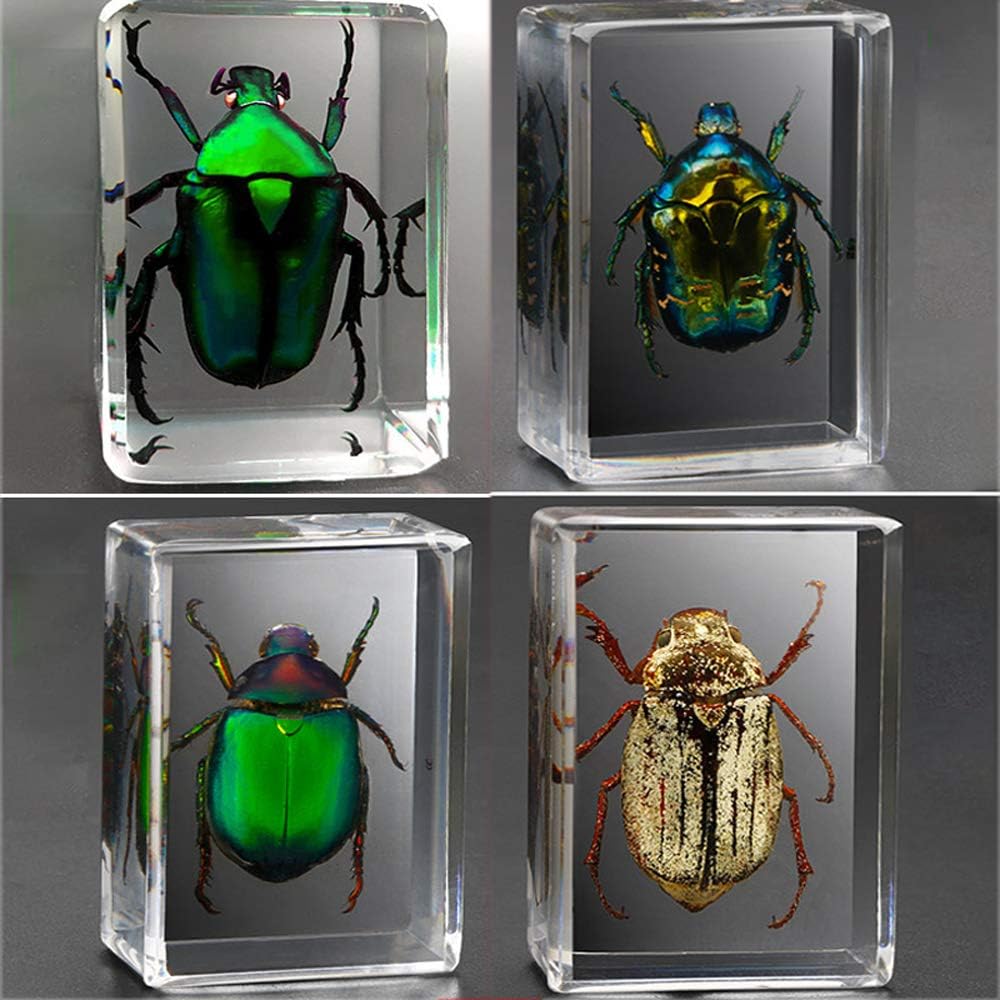 Earnmore Insect Resin，Real Giant Insect Paperweight Taxidermy Specimen