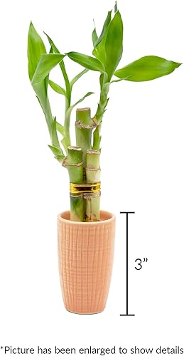 Miniatura 3 de Arreglo de bambú de la suerte de 3 tallos en mini jarrón de cerámica de color, cerámica colorida, plantas de interior, Feng Shui, planta de la