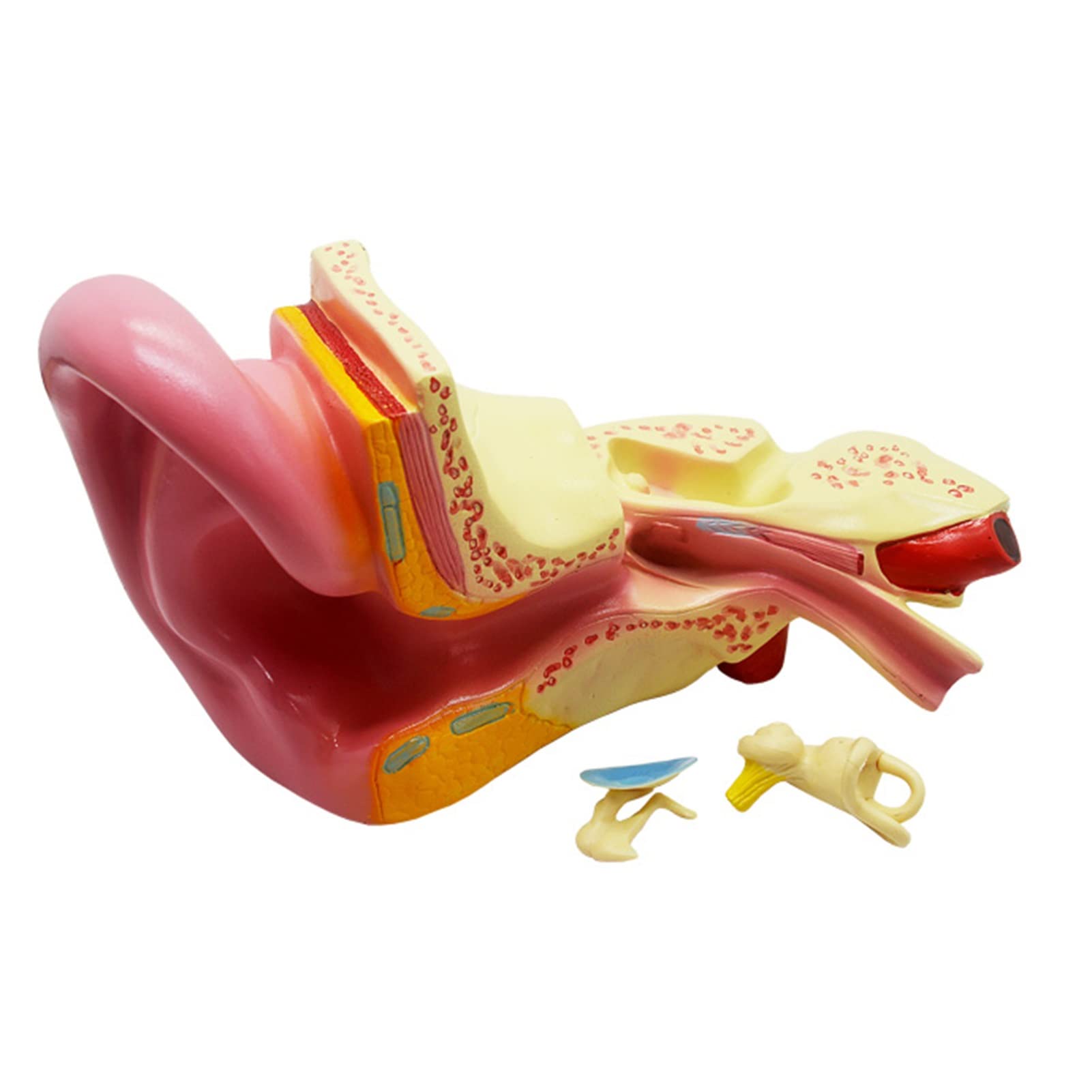 Buy Ear Anatomy Magnified Model, Biological Teaching 5 Times Natural