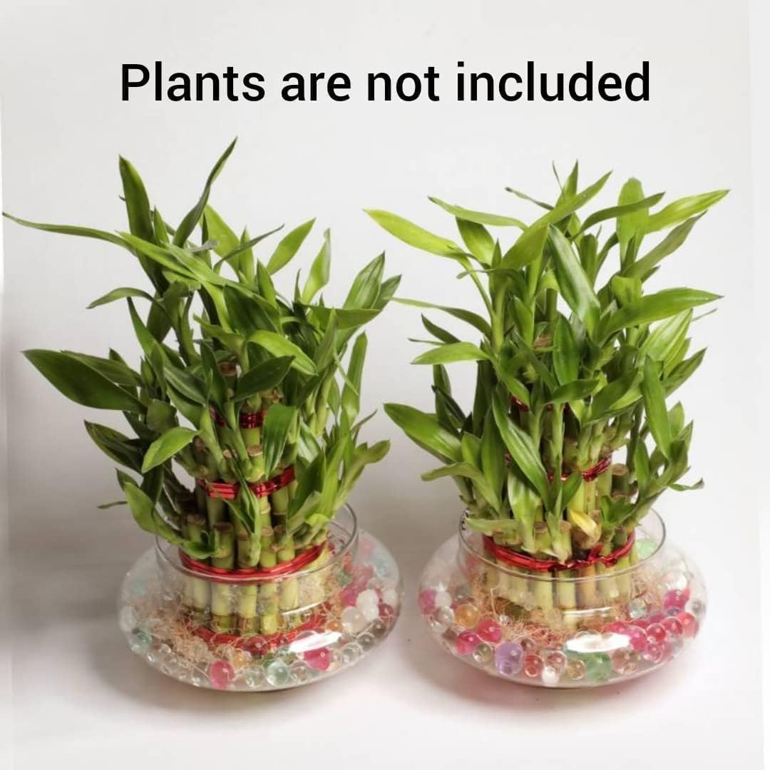 Flora Solutions Bamboo Pots Glass pots for Lucky Bamboo Bowl    transperant Glass Bowl    - Image 4 thumbnail