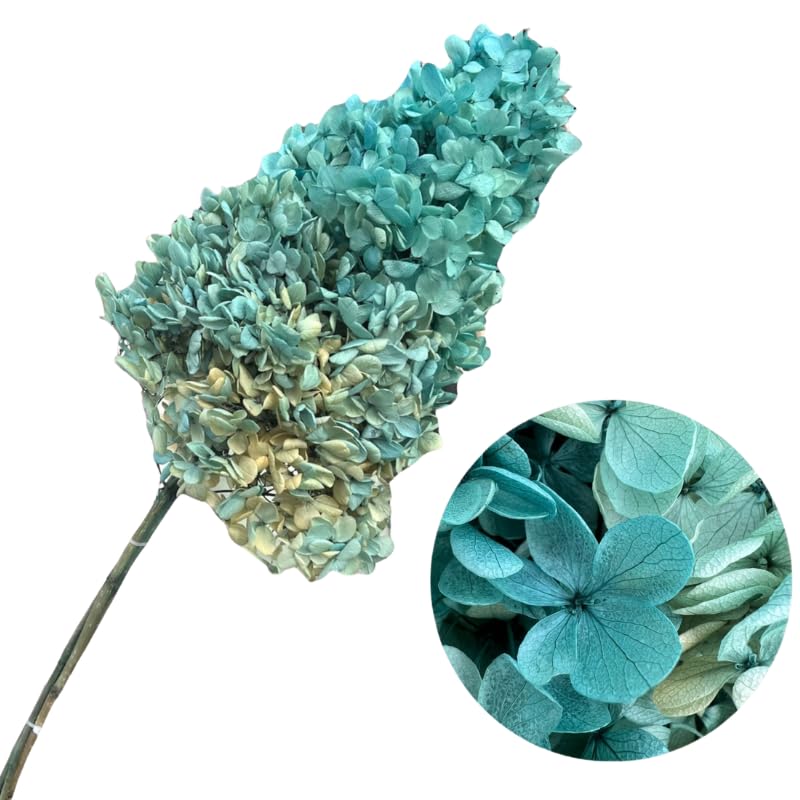 Hortensia stabilisé bleu ciel de qualité premium pour création
