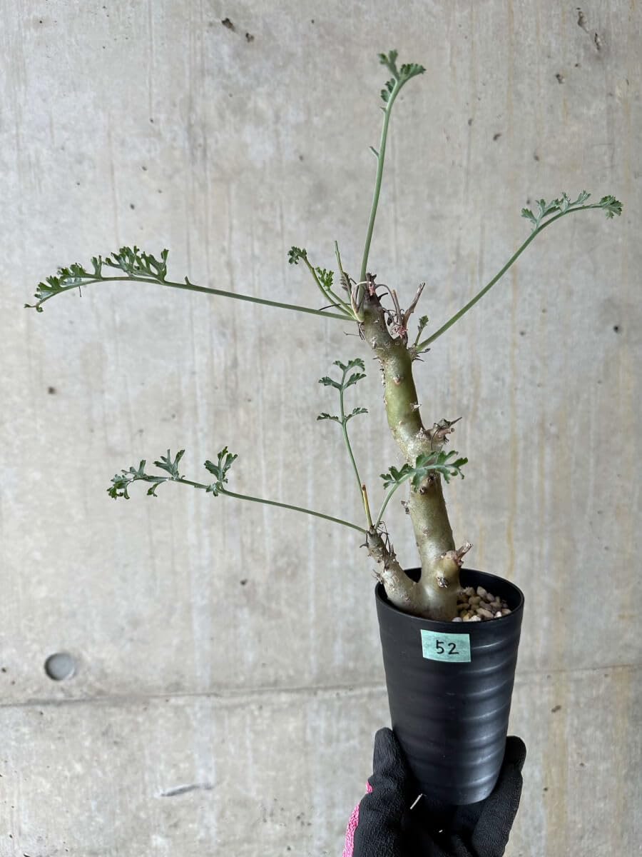 Amazon｜【現品限り】ペラルゴニウム・クリズミフォリウム 挿し木 発根