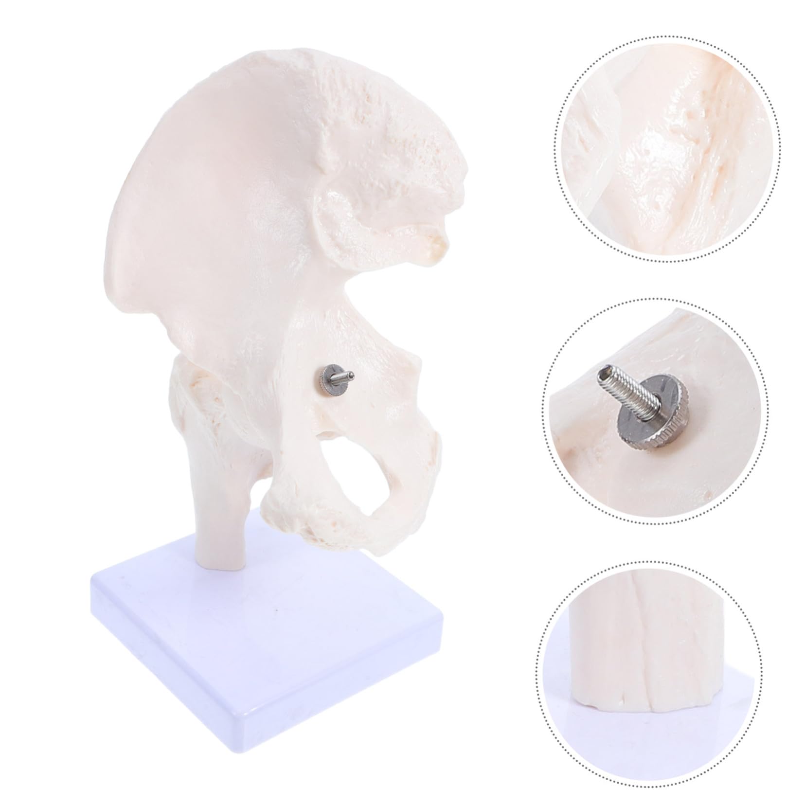 PRETYZOOM Modelli Scheletro Umano Scheletri Articolazione Anca Strumenti Didattici per Studio Ossa Modello Scheletro Mobile per Anatomia