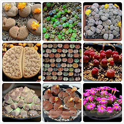 ADB Inc DD Mixed 9 Types of Lithops Germany Kk's Indoor Bonsai Seeds