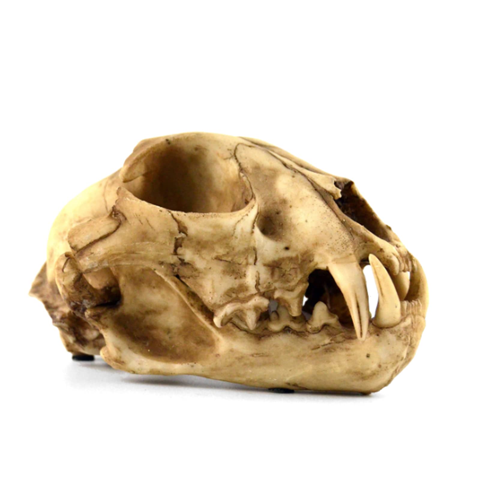 Amazon.co.jp: 動物の頭蓋骨ヒョウの頭蓋骨のレプリカ本物のヒョウの