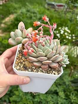 多肉植物 めちゃカワ桃美人♡抜き苗 61V6rT1sXQL._AC_UF350,