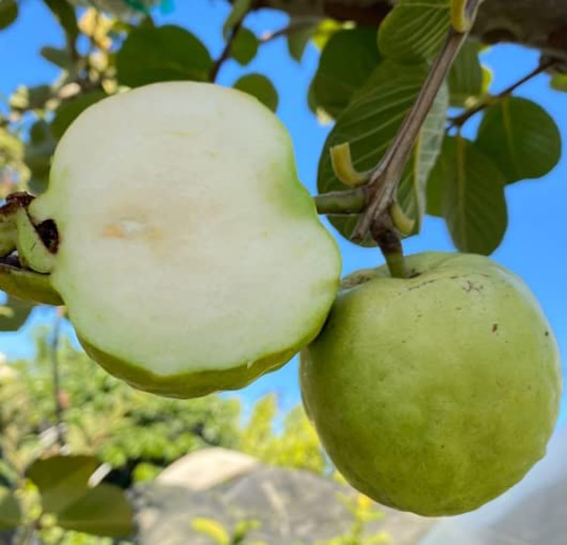 Green view "Apple Seedless " Clone Type Hybrid Guava - 1 Healthy Live Apple Seedless Amrood Fruit Plant 1.5-2 Ft Height in Nursery Grow Bag for Home Garden (B0BXKXK4J9) Amazon Price History, Amazon Price Tracker