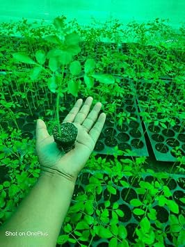 100 Moringa Seeds Approx | Moringa Seeds for Planting | Excellent Germination | Premium Grade PKM1 | Semillas de Moringaa Seed | Malunggay