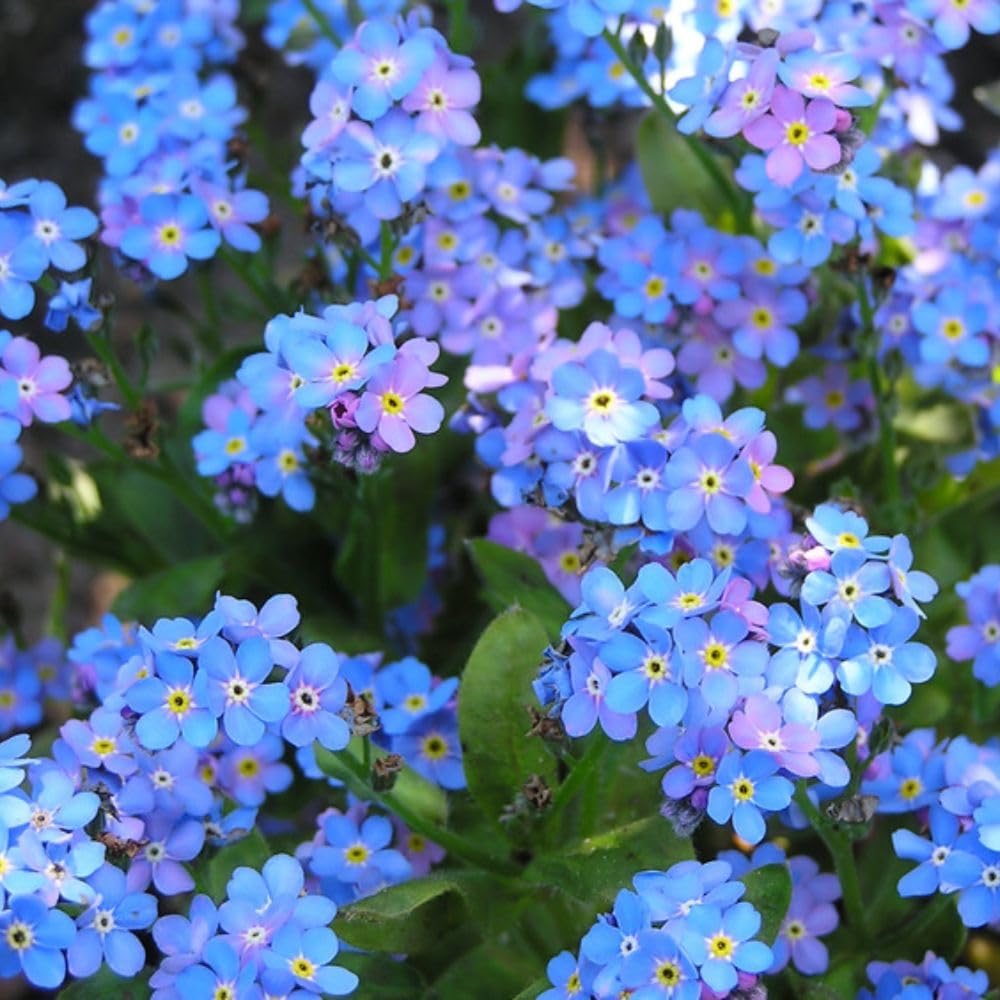 Myosotis Forget-Me-Not 'Blue Ball' Garden Ready Plants - Compact Spring Bedding Flowers for Borders & Pots 12 x Garden Ready Plants Thompson & Morgan