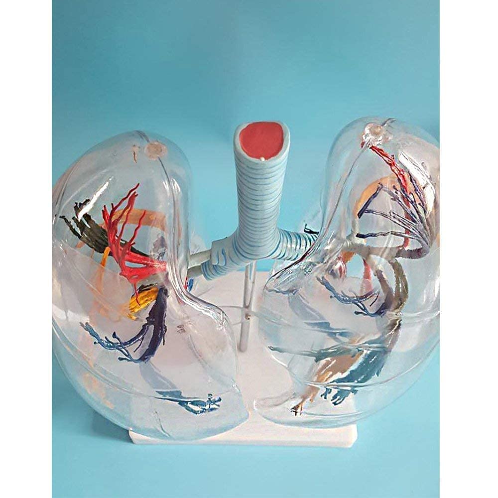 Corazón Modelo Anatómico, Modelo Cardiopulmonar, Cuerpo Humano Transparente, Anatomía Broncopulmonar, Respiración Quirúrgica Torácica