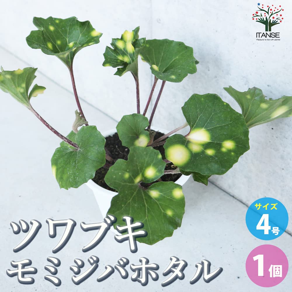 ツワブキ様 リクエスト 4点 まとめ商品 Amazon.co.jp: ツワブキ：品種ミックス4号ポット 3株セット