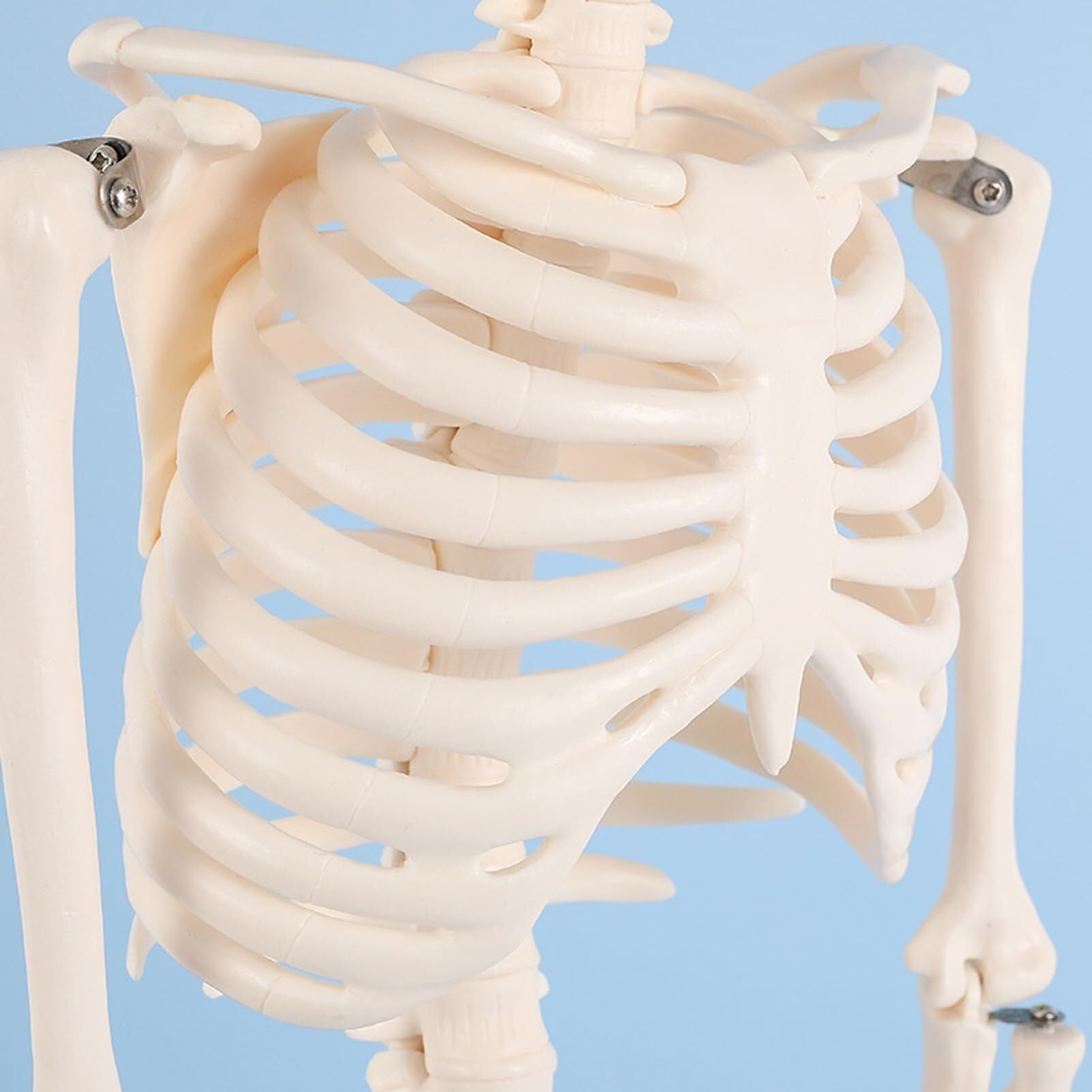 Produits Modèle De Squelette Humain Anatomique, Modèle De Squelette Humain pour Dissection, pour Rééducation Médicale Et Exposition, 1/2 Taille Réelle, 85 Cm A,Flesh