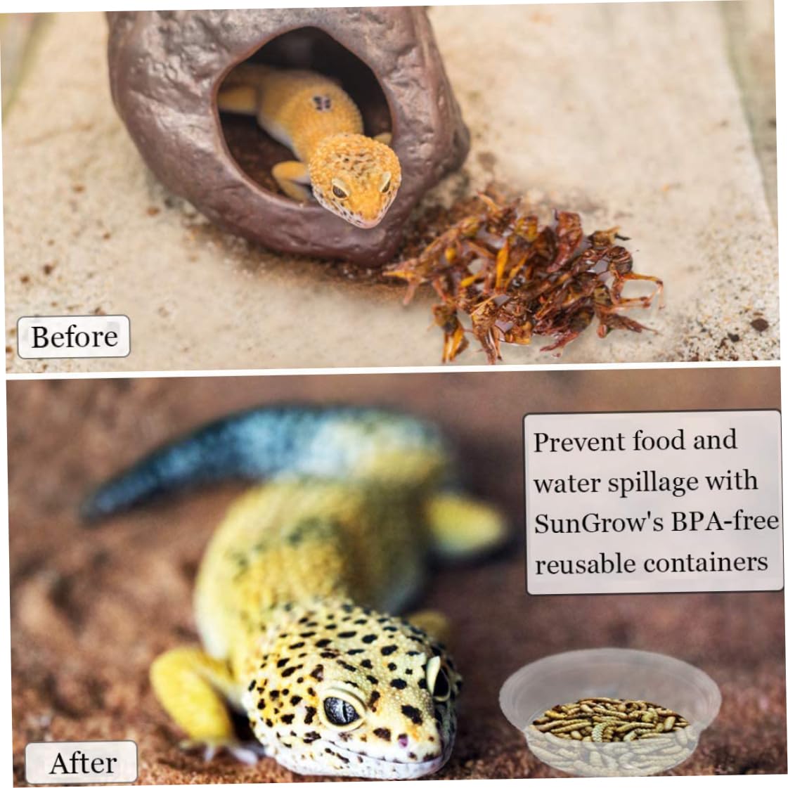 Ciotole per rettili 100 pezzi trasparenti per cibo per gechi Ciotole per rettili in plastica Ciotole per cibo per gechi Contenitori per acqua per gechi crestati Lucertole Piccoli animali domestici
