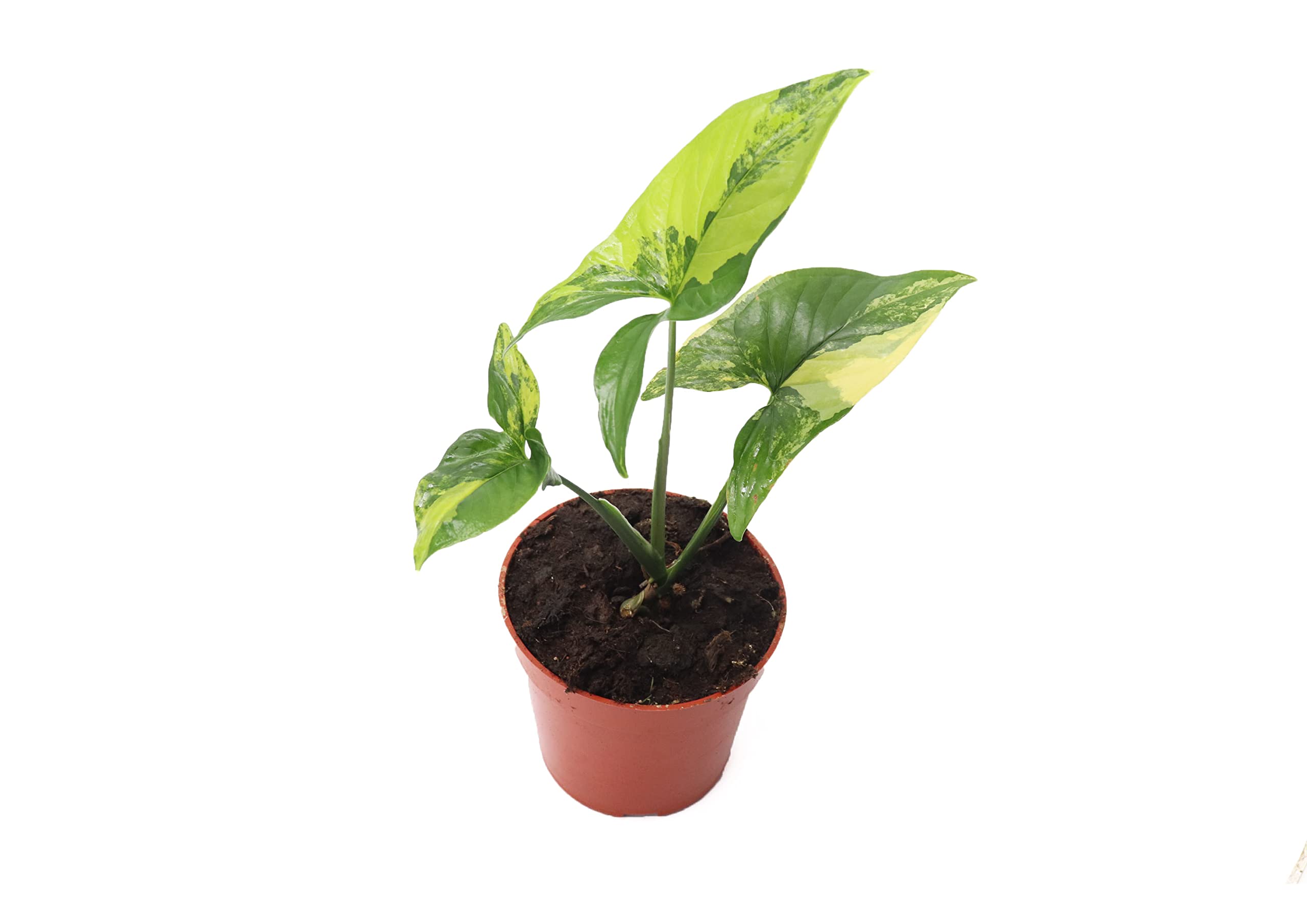 Syngonium Aurea - 4 from California Tropicals