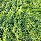 Semillas de elefante, pastos resistentes para exterior semillas para camas elevadas semillas raras variedades antiguas Pastos 400pcs