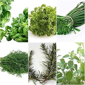 Keukenkruiden – 6 soorten – ca. 700 ++ zaden – apart verpakt –