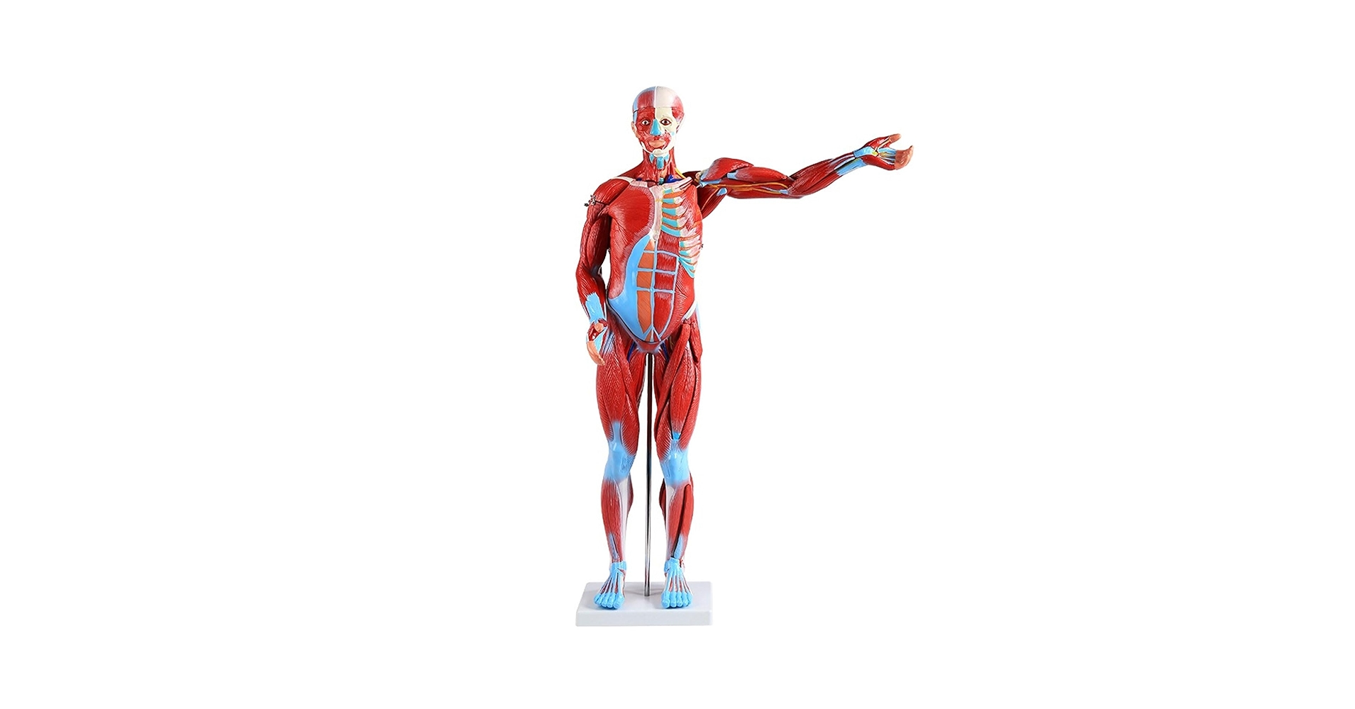 超絶レア‼️80s Hanes USA製 Anatomy 人体模型 筋肉 両面 80s USA製 Hanes Leslie Arwin 人体 筋肉 スケルトン 両面