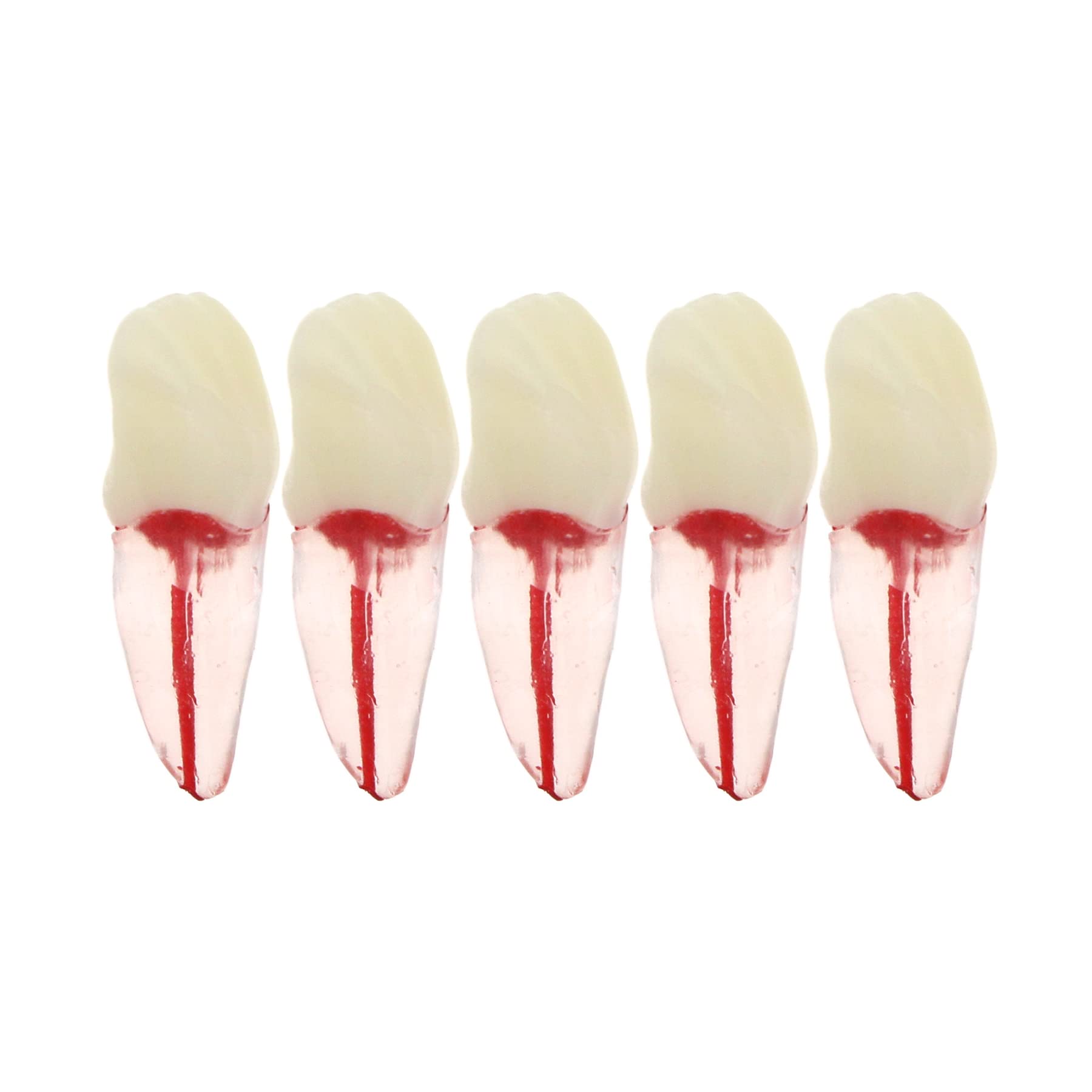 5Pcs Dental Root Canal Pulp Cavity Teeth Model Endodontic Practice RCT Typodont M8007 11# 14# 16# 21# 33# 34# 35# 36# 44# 45# Practicing Study Teach (5Pcs-M8007-11#)