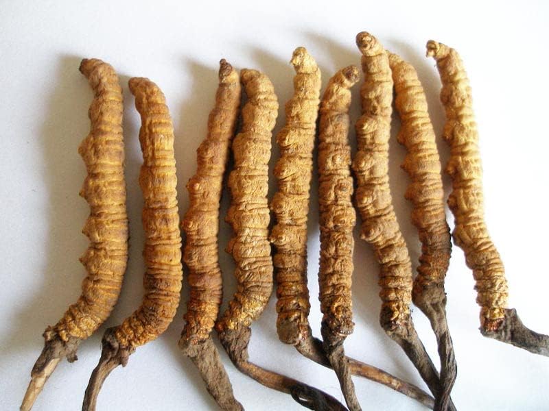 Cordyceps salvajes, Cordyceps Sinensis entero del Himalaya Yarsha Gumba, genuino y muy raro de alto grado, aumenta la energía, YarshaGumba reduce el