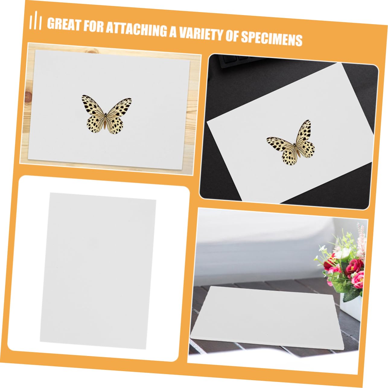 GLEAVI 3pcs Butterfly Pinning Boards Multifunctional Specimen Display Insect Fixation System Poster Board