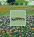 Wildflowers Across America