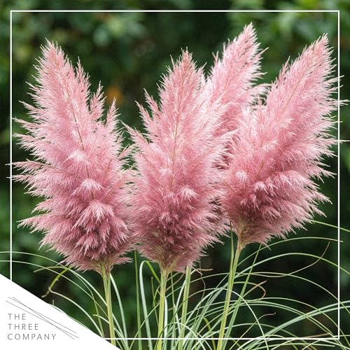 Live Pink Pampas Grass (Cortaderia selloana) - 4 Plants Per Pack - Showy Perennial Accent Plant - 12" Tall by 6" Wide in 1.5 Qt Pot - Thumbnail 4