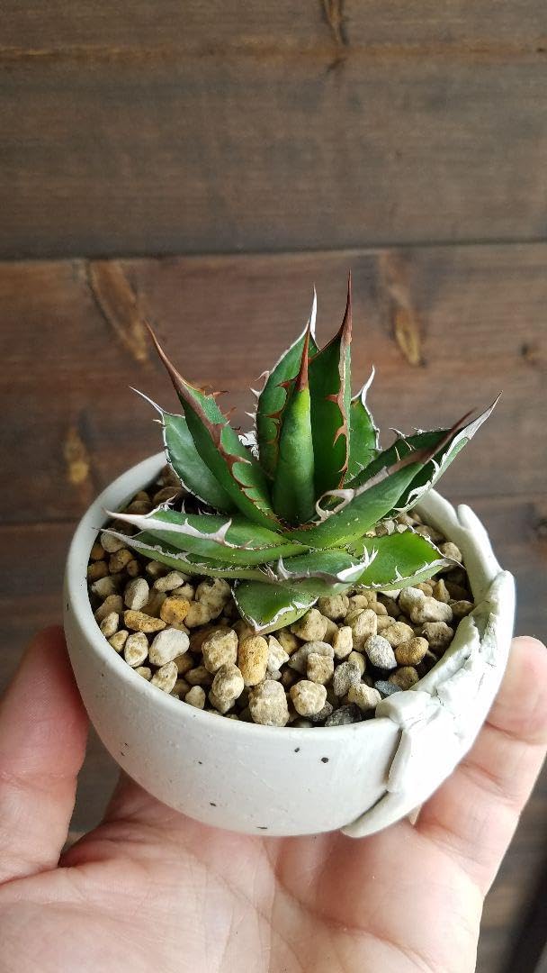 アガベ ホリ×パラ チタ×ホリダ チタノタfo76 子株セット ハイブリッド