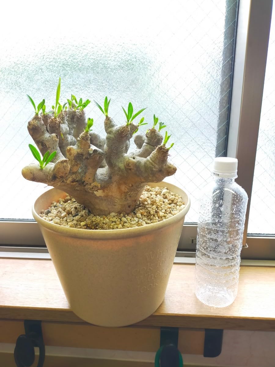 パキポディウム ブレビカリックス　発根済み Amazon.co.jp: パキポディウムブレビカリックス Lサイズ 発根