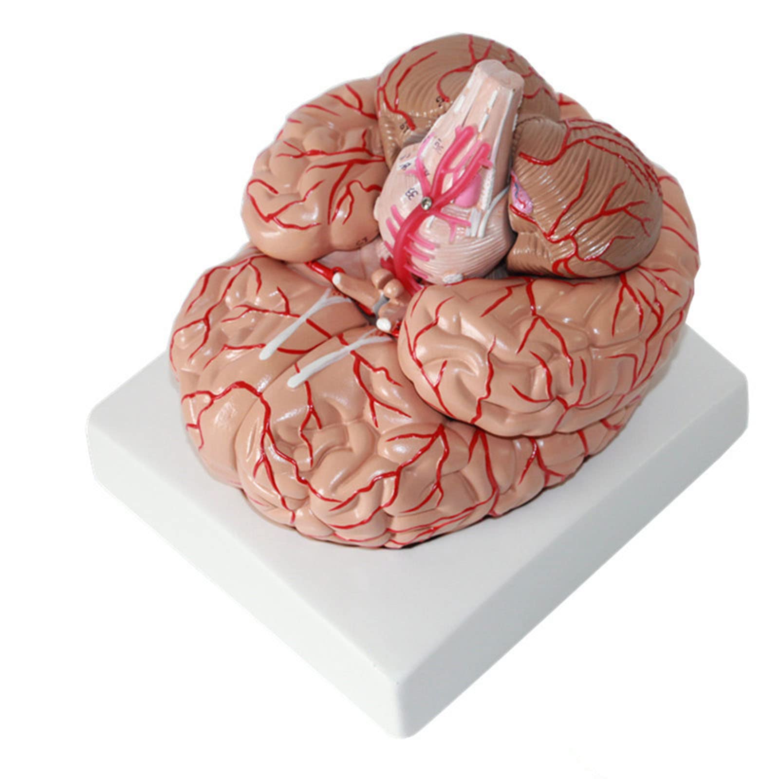 GTHTUHFD Human Model Human Brain Model Medical Human Brain Model 9 Parts Removable