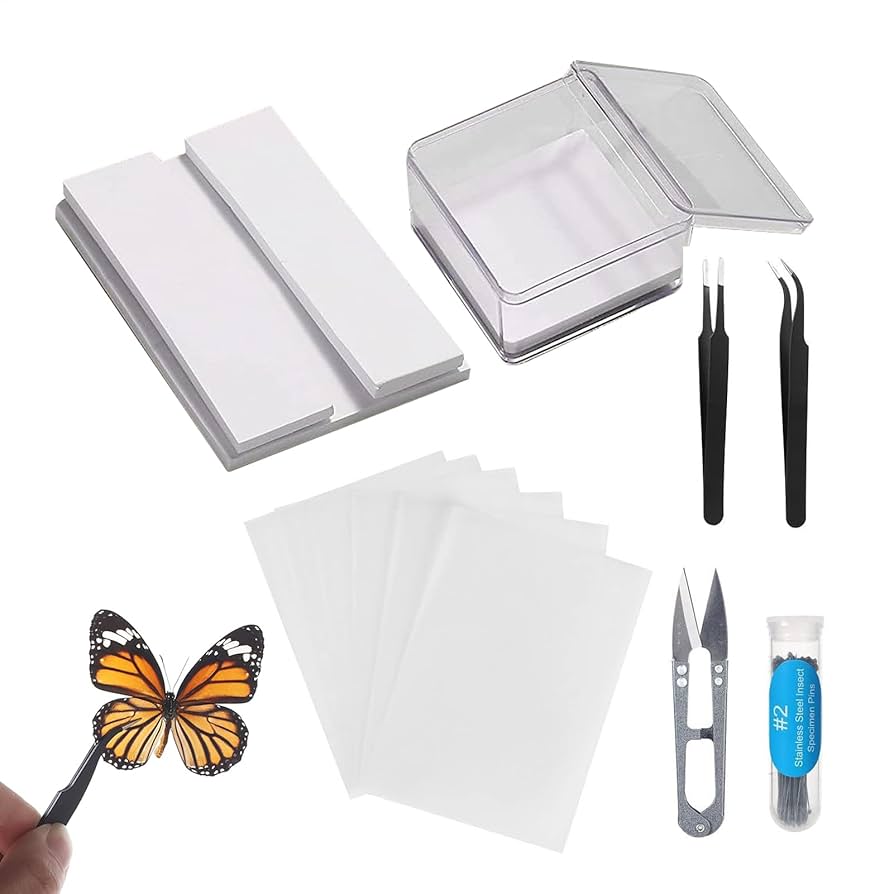 蝶の標本セット 12体 Amazon | 標本ツール 昆虫標本キット 標本作成ツールセット 蝶