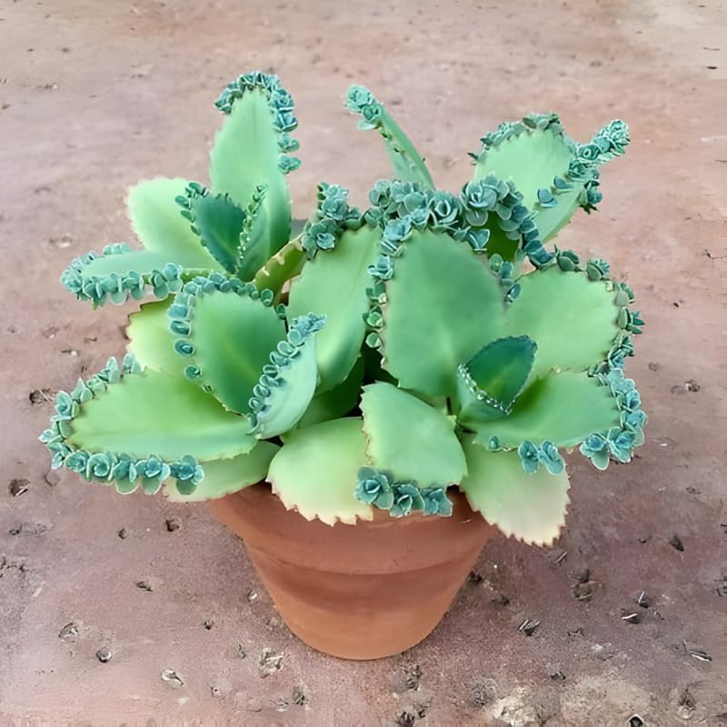 Miniatura 3 de Mother of Ththousands Kalanchoe - Suculenta viva en maceta de 4 pulgadas  Planta de interior de bajo mantenimiento  Ideal para colecciones, regalos