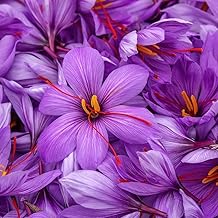 Radha Krishna Agriculture® Saffron Flower Bulbs | Kesar Flower Bulbs for Home and Gardening (Pack of 2 bulbs)
