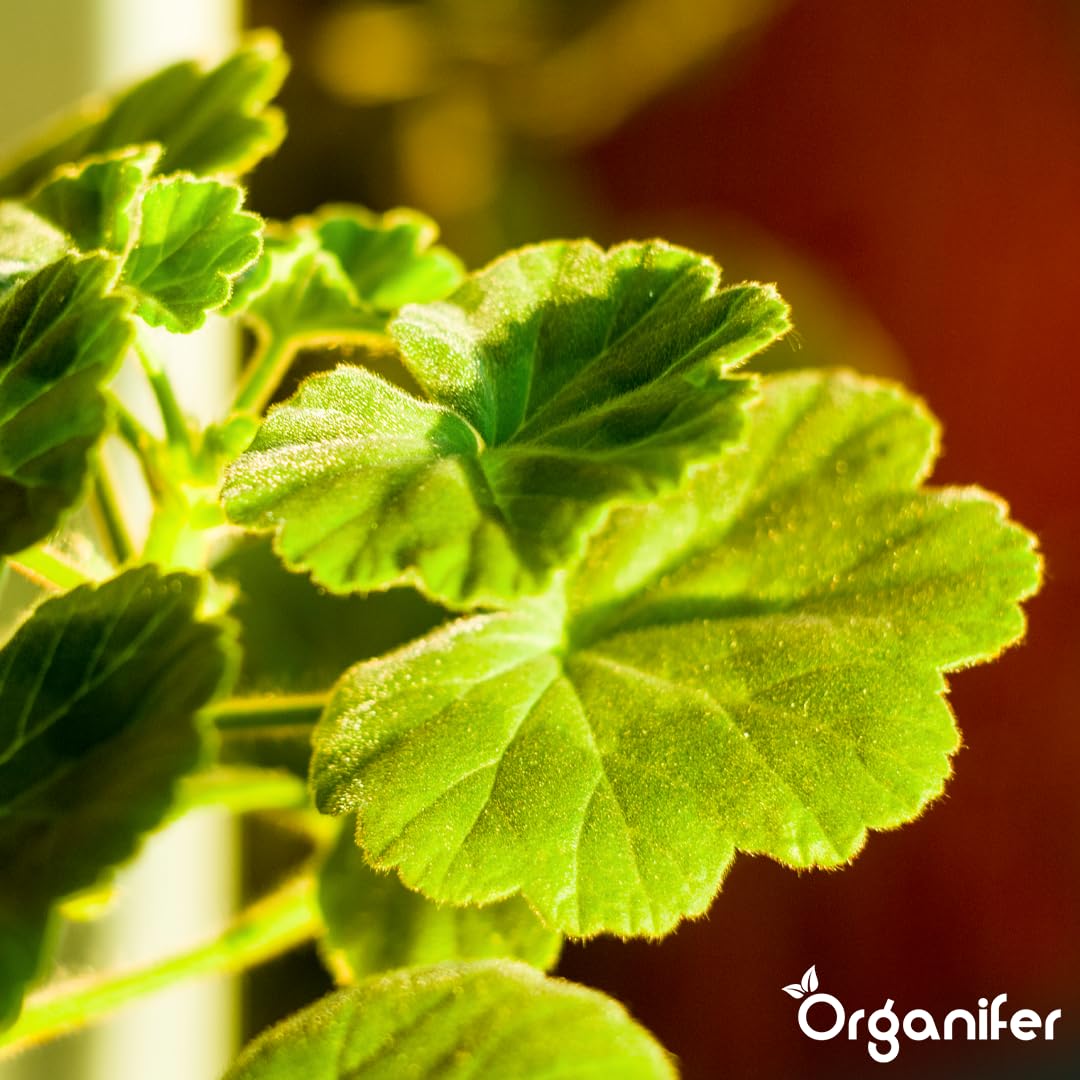 Fertilizante Líquido - 10L - Para Planta Verde - NPK 2-1-8 | Crecimiento Saludable Y Plantas Robustas - Organifer