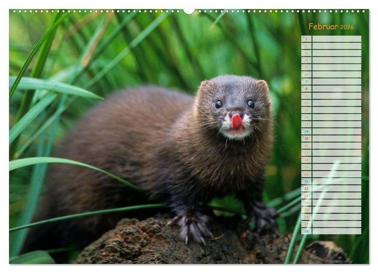 Tiere des Waldes (hochwertiger Premium Wandkalender 2026 DIN A2 quer), Kunstdruck in Hochglanz: Naturkalender mit 13 Tiermotiven (CALVENDO Tiere)
