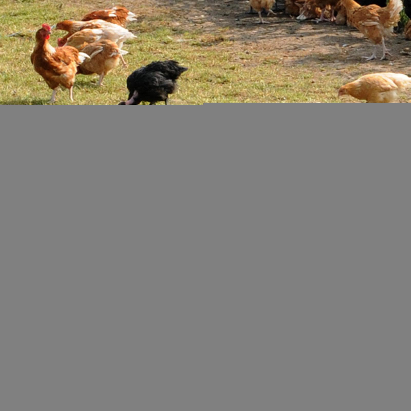 Tavolo da picnic per galline – Legno di pino 38 x 38 x 25 cm | Mangiatoia per galline artigianale senza sprechi, tavolo da picnic in legno carbonizzato con 4 scomparti | pollame, anatre, uccelli