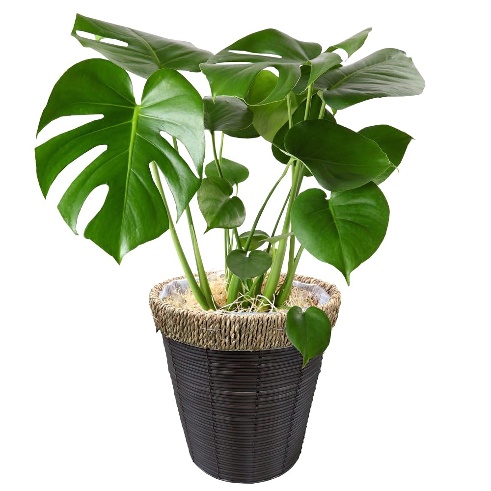 Amazon.co.jp: 花のギフト社 モンステラ 鉢植え もんすてら 観葉 植物