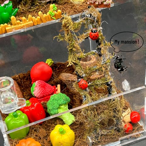 Image of Jumping Spider Enclosure,DIY Insects Habitat,Small Reptile Terrarium Glass House Accessories Set,with Temperature and Humidity Detector Water Feeder Platform Hide,5.5 inchx5.5 inchx9.5 inch (Farm)