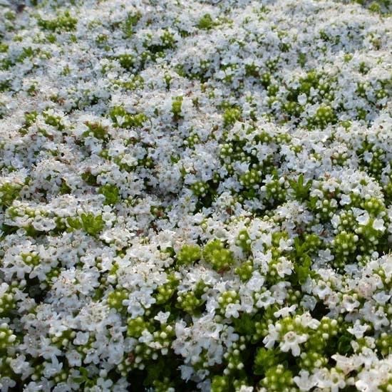 6x Tomillo de arrastre - Thymus praecox 'Albiflorus' -