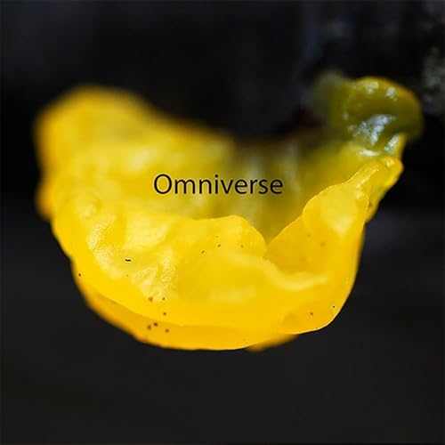 Omniverse No. 6: Let the Water Out (feat. Henna Chou &amp; Alex Thompson)