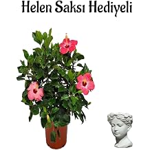 Bitkim Sende K rm z  Japon G l  Hibiscus Rosa Helen Saks  Hediyeli