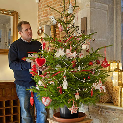 YouGarden Albero di Natale Vero