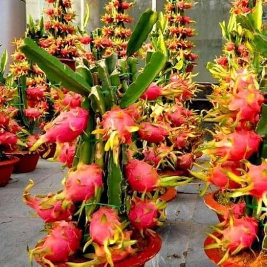 Image of Time 12 Months Hybrid Live Fruit Plant Air Layered Guti Kolom Original & Authentic Organic Tree for Outdoor Fast-Growing Fruit Plant Home Gardens Pack Of-1 (dragon fruit plant pack of-5, Medium)