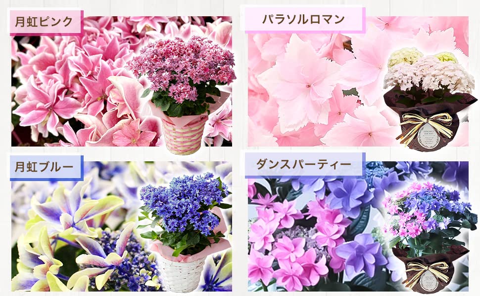 Amazon｜星形 希少品種 あじさい 5号鉢 バスケット 母の日 ギフト