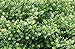 Produktbild 1 x Ilex crenata 'Glory Gem (Berg Ilex) Buchs Buxus Ersatz - Top für Hecken