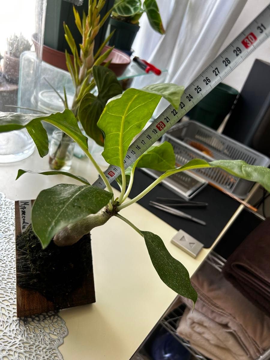Amazon.co.jp: アリ植物 ミルメコディア ツベローサ 板付け