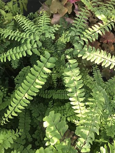 05 Maidenhair Fern Bare Root Ground Cover for Planting Planting Growing Outdoor Indoor Perennial Ornaments Can Grow Pots Gift Garden