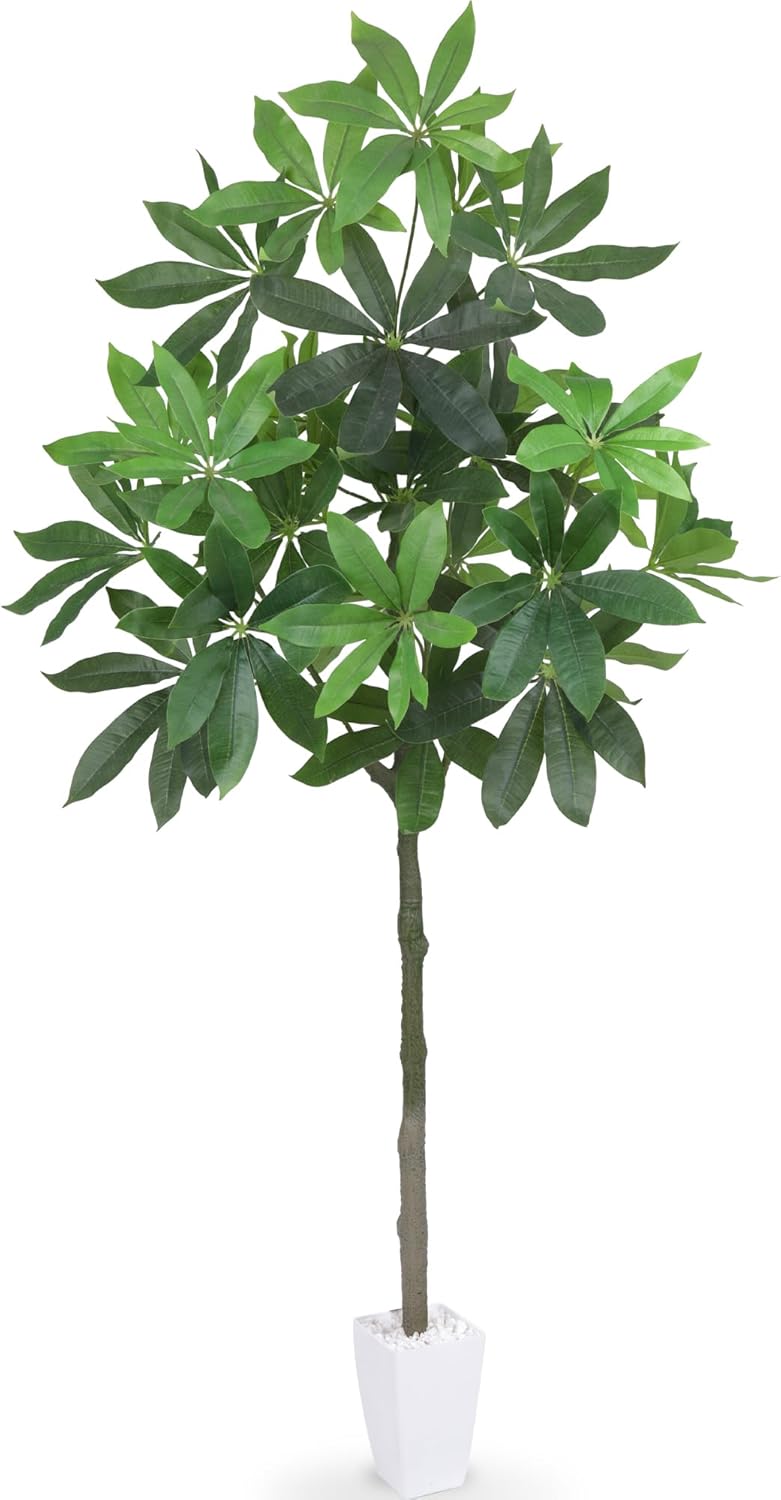 安心の発根済株/接木/鉢込】斑入り パンダガジュマル 白多め 芽吹き5